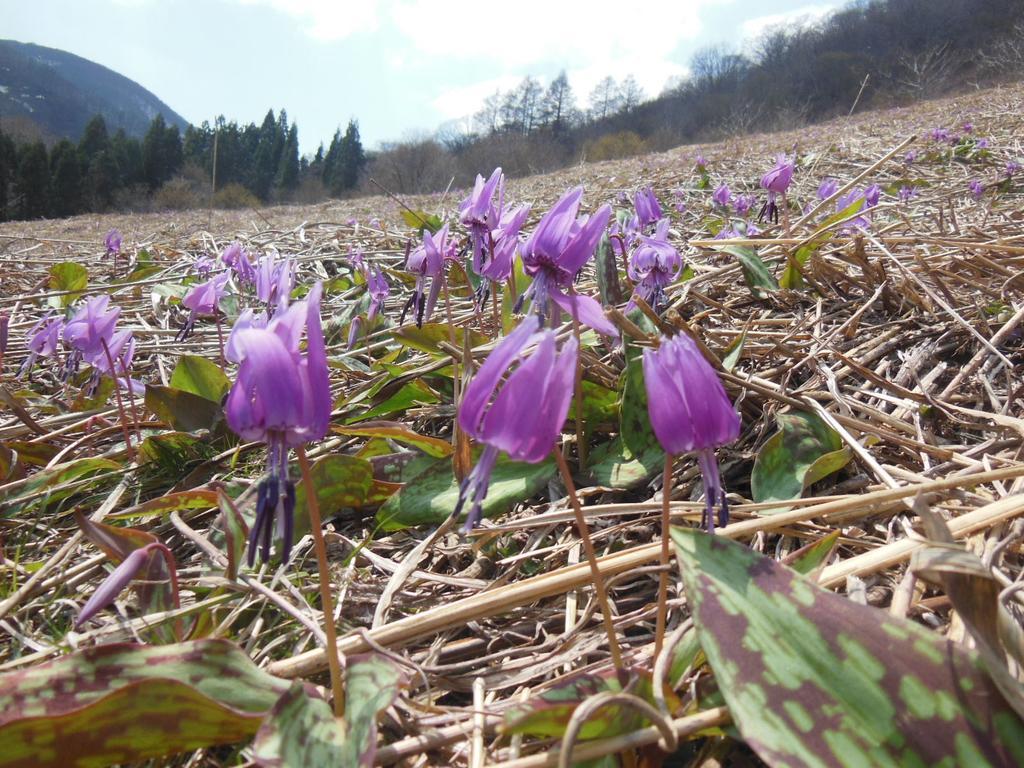 Pension Ciel Hakuba Eksteriør billede